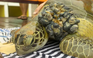 turtle-rescue-tenora-tumor-.jpg.webp
