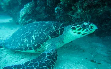 turtle.jpg.webp