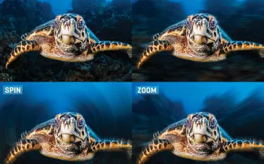 turtle_blurs_cmyk.jpg.webp