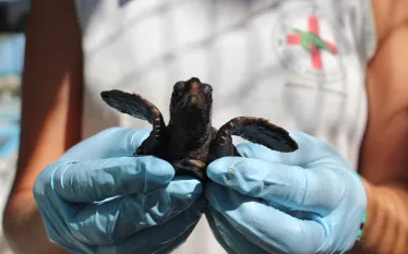 turtle_hospital_key_largo_baby_turtle_img__.jpg.webp