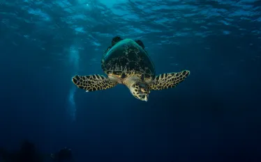 turtledive.jpg.webp
