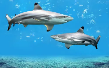 two-blacktip-reef-sharks-shutterstock-gino-santa-maria-web.jpg.webp