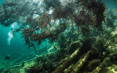 underwater-forest-scuba-diving-lake-fernsteinsee-austria.jpg.webp