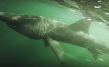 underwater-gopro-video-giant-basking-shark.jpg.webp