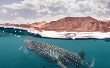 underwater_photo_gallery_instagram_whale_shark_david_robinson.png.webp