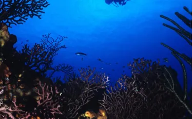 usvi-promo.jpg.webp