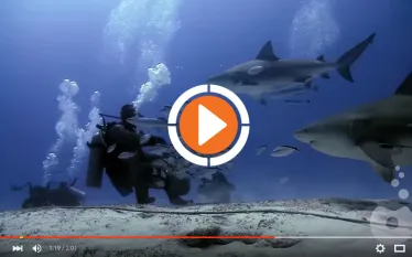 video-diving-bull-sharks-mexico.jpg.webp