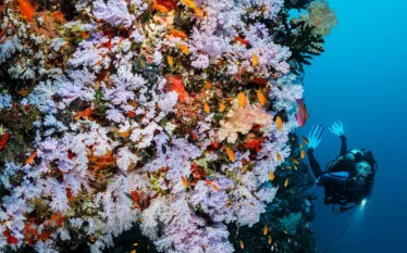 wall_diving_in_fiji-_.png.webp