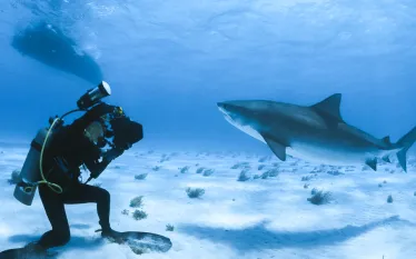 web_epiphany-ellen-cuylaerts-tiger-shark_michael-maes.jpg.webp