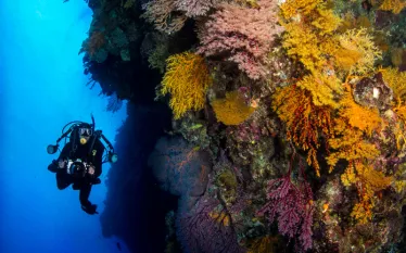 websoftcoralgreatbarrierreef.jpg.webp
