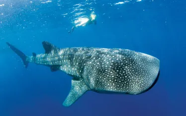 whale-shark-courtesy-luis-javier-sandoval-bright.jpg.webp