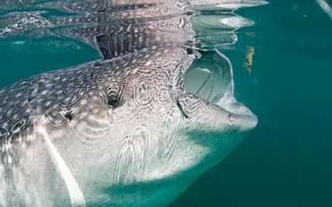 whale-shark-eat.jpg.webp