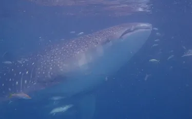 whale-shark-scuba-diving-derawan-indonesia.jpg.webp