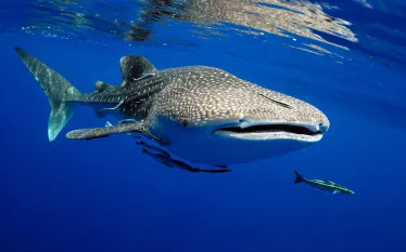 whale-shark-shutterstock-chainarong-phrammanee.jpg.webp