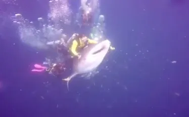 whale-shark-video-arrest.jpg.webp