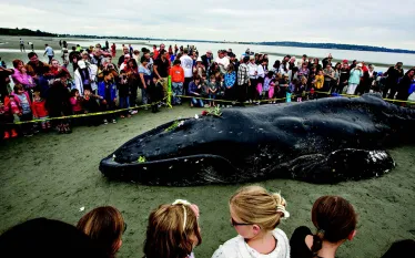 whale__.jpg.webp