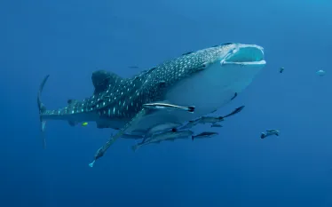 whale_shark_books.jpg.webp