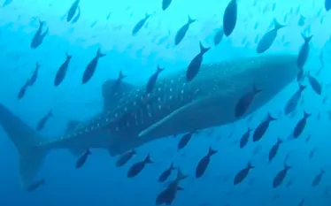 whale_shark_galapagos_video.jpg.webp