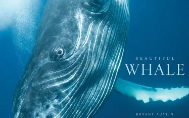whalecoverresized.jpg.webp