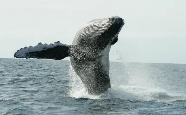whales .jpg.webp