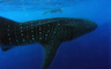 whaleshark-.jpg.webp