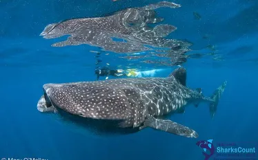 whaleshark_mary-omalley.jpg.webp
