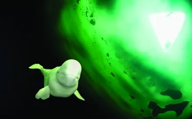 white whale.jpg.webp