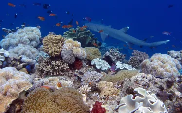whitetip-reefshark-alike-schroeder.png.webp
