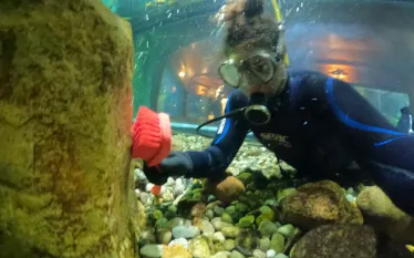 wil-aquarium-diver-maintenance-diver-scrubbing.jpg.webp