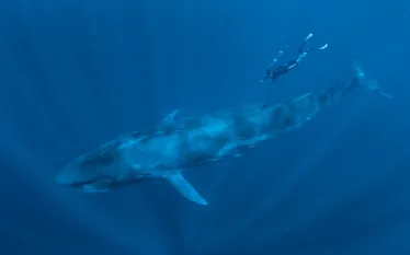wil-blue-whale.jpg.webp