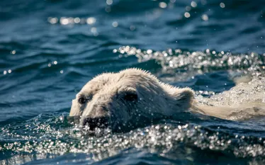 wil-dive-polar-bears-close-up-jill-heinerth.jpg.webp