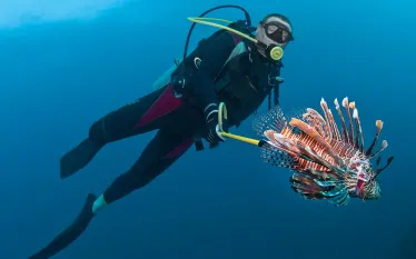 wil-lionfish.jpg.webp