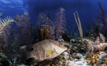 wil-to-dive-florida-keys-now--hero.jpg.webp