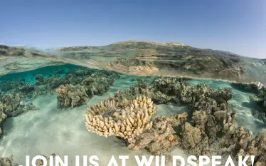 wildspeak_press_release_teaser_horizontal.jpg.webp