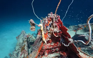 wwii-airplane-discovered-palau.jpg.webp