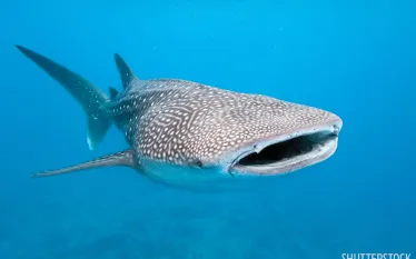 year_end_travel_whale_sharks_.jpg.webp
