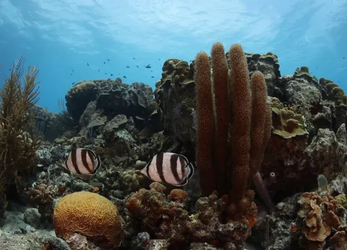 Coral Reef Bonaire