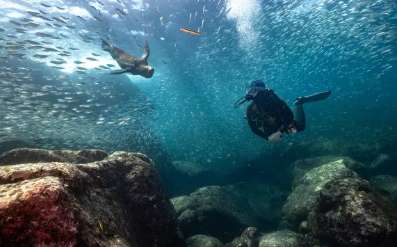 Paterakis_LaPaz_FourthElement_LosIslotes_SeaLions--.jpg.webp
