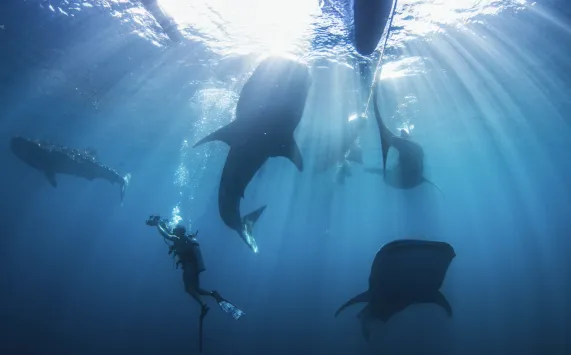 Whaleshark_Cites__.jpg.webp