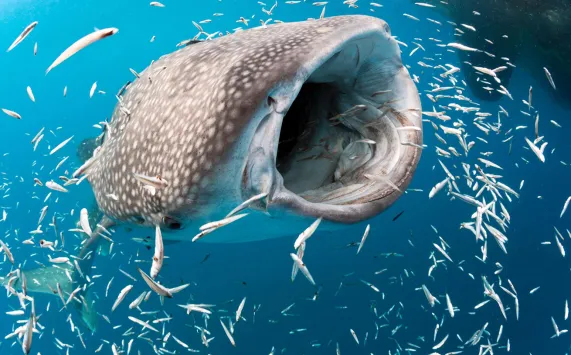 shutterstock__whaleshark_TRANDUYLONG.jpg.webp