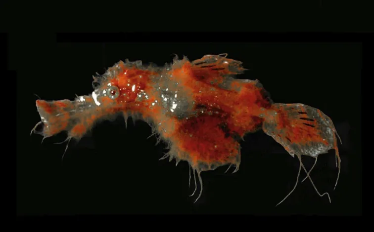 Solenostomus snuffleupagus.jpg.webp