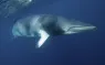 -a-curious-minke-whale- option .jpg.webp