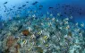 BELOW_SURFACE_TOBIAS_FRIEDRICH___I-Enhanced-NR__.jpg.webp