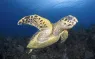 Imaging-Explained-May--Blue-WaterBG--Image.jpg.webp