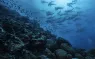 KristinPaterakis_Galapagos_WolfIsland-.jpg.webp