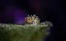 Little Sheep   .jpg.webp