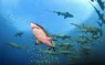 Sand Tiger Shark North Carolina Diving Olympus.jpg.webp