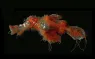 Solenostomus snuffleupagus.jpg.webp