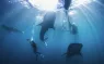 Whaleshark_Cites__.jpg.webp