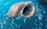 shutterstock__whaleshark_TRANDUYLONG.jpg.webp